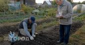 Сажаю чеснок только после этих 4 культур: головки вырастают размером с кулак и не требуют удобрений