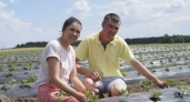 Семья из Чебоксарского района развивает свое хозяйство и уже собрала 25 тонн земляники
