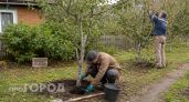 Яблони начали чахнуть на глазах: пять скрытых признаков болезни, которые помогут быстро спасти ваш сад