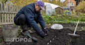 Головки с кулак обеспечены: как я сажаю озимый чеснок осенью правильно
