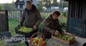 Выбрасывала зеленые помидоры годами пока не узнала простой трюк: краснеют прямо на подоконнике за 4 дня
