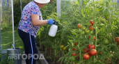 Прекратите безжалостно удалять нижние листы томатов 