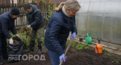 Фитофтора не уйдет сама: простой осенний способ очистить теплицу и встретить новый сезон без старых проблем