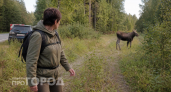 Бежать со всех ног или прятаться за деревом: что делать, если встретил в лесу лося