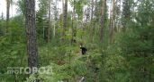 Грибник часами блуждал по лесам в Чувашии, пока на его след не вышли полицейские с собакой