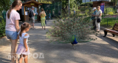 Люди засмеют: каждый второй не знает как называется самка павлина 