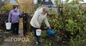 Выливаю картофельный отвар под смородину осенью: ягоды растут размером с вишню и становятся слаще меда