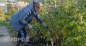Засыпаю этот состав под кусты малины в октябре: на следующее лето собираю ягоды целыми вёдрами