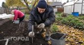 Секрет крупного чеснока кроется в одной простой детали при посадке: делюсь своим методом для рекордного урожая