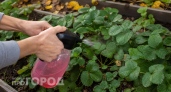 Никогда не оставляйте клубнику на зиму так: одна ошибка лишит ягод летом – успейте до Морозов