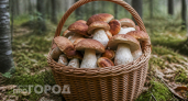 Не ходите наугад по чаще: правило "трех деревьев" для сбора белых грибов