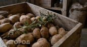 Не прорастет даже в сыром погребе: картошка лежит до мая как свежая – нужна одна веточка
