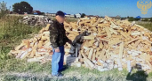 В Алатыре мужчину отдадут под суд за незаконную рубку берез на дрова