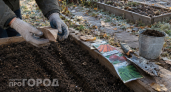 Бросьте эти 5 культур в грядку до первых морозов: урожай снимете на месяц раньше