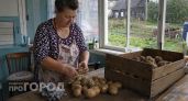 Никаких ростков и гнили до самого лета: вот что надо класть в ящик с картошкой, чтобы сохранить ее свежей