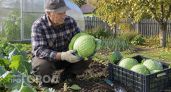 Забудьте о приборах: определяю кислотность земли за пять минут и спасаю всю капусту от гниения на корню