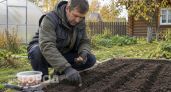 Сажаю мелкий севок строго с 9 по 15 октября: мой секрет того, как навсегда забыть о стрелковании лука