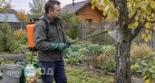 Добавляю лимонную кислоту в железный купорос: мой раствор не окисляется неделями и защищает сад в разы лучше