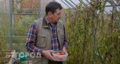 Больше не трачу место на грядках: 9 сортов томатов, которые провалили проверку урожаем в этом сезоне
