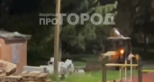 Докатался до уголовки: глупый угон трактора привел чебоксарского школьника на скамью подсудимых