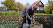 Собираю 4 кг картофеля с куста без химии: нашел старую технологию 1976 года и полностью изменил свой подход к посадке