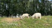 Чувашское козье молоко завоевывает китайский рынок: Taobao и не только