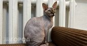 Из-за аномального тепла чебоксарцы стали требовать отключить долгожданное отопление: “Понимать надо было, что бывает бабье лето”