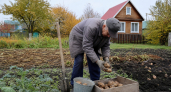 Забудьте про перекопку и подкормки: метод 1976 года позволяет мне собирать по 4 кг отборного картофеля с куста