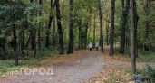В Чувашии возродят дореволюционные дубравы Гузовского по забытой царской методике