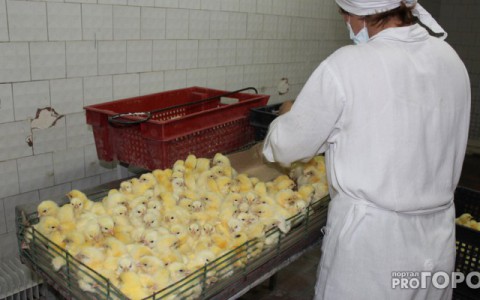 В Чувашии выставили на продажу птицефабрику «Чувашский бройлер»