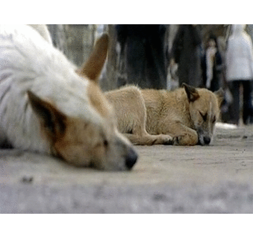 СМС-жалобы: по улице Академика Королева ходят две бродячие собаки