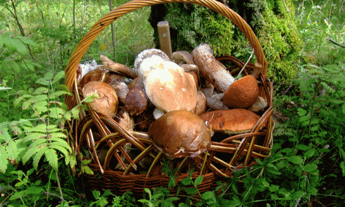 Чебоксарские полицейские нашли горе-грибника