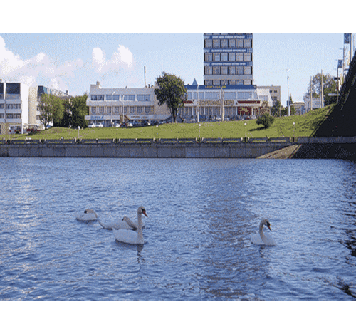 Лебеди чебоксарского залива переведены в зимние вольеры