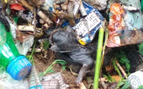 В Чебоксарах в мусорке нашли трех новорожденных котят