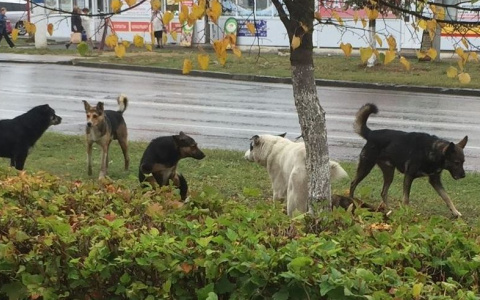 За этот год в Чебоксарах поймали 354 бездомных собаки
