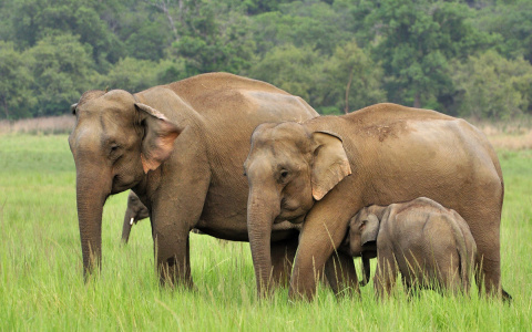 Свежие новости из мира животных: способность азиатских слонов поразила ученых