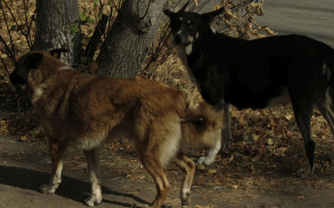 Бродячих собак в Новочебоксарске убивали на месте без передержки