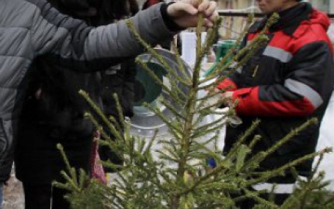 В Чебоксарах новогодние елки меняют на билет в зооуголок
