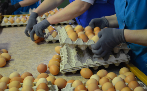 В Чувашии чиновники обещали проверить обоснованность роста цен на яйца и мясо