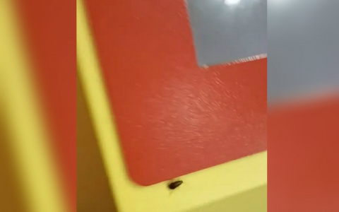 В чебоксарской школе по терминалу питания бегают тараканы