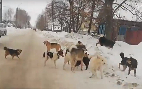 Наехавший на стаю собак водитель записал видеообращение с просьбой простить