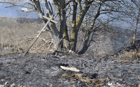 В Новочебоксарске обгорели более 50 могил