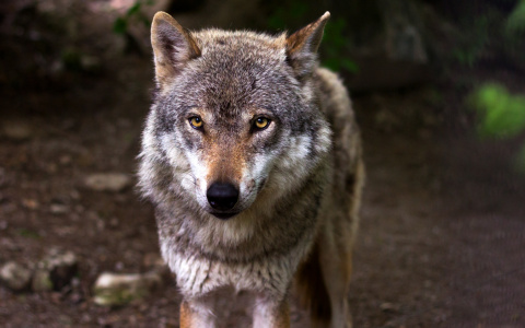 Волчьих стай в Чувашии стало критически много