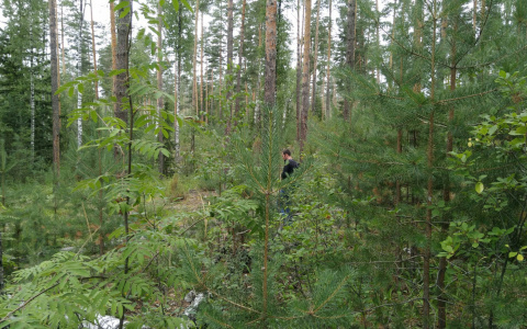 В Чебоксарском районе грибник потерялся и провел ночь в лесу