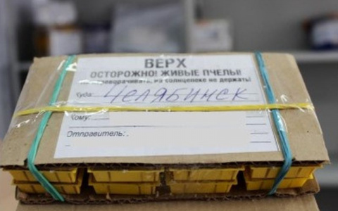 Из Чебоксар в Челябинск доставили «живую» посылку