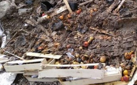 В Чебоксарах раздавили 700 килограммов нелегальных нектарин