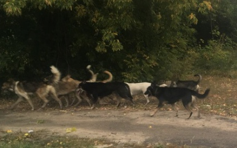 В Новочебоксарске парни отбили у собак котенка и пытались доставить его к ветеринару