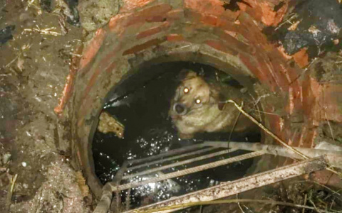 Горожане автомобильным тросом вытащили собаку из канализации