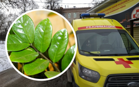 3-летний мальчик съел лист "долларового дерева" и попал в больницу