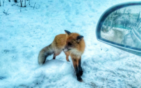Лиса преследует автомобили в Чебоксарах подобно собакам